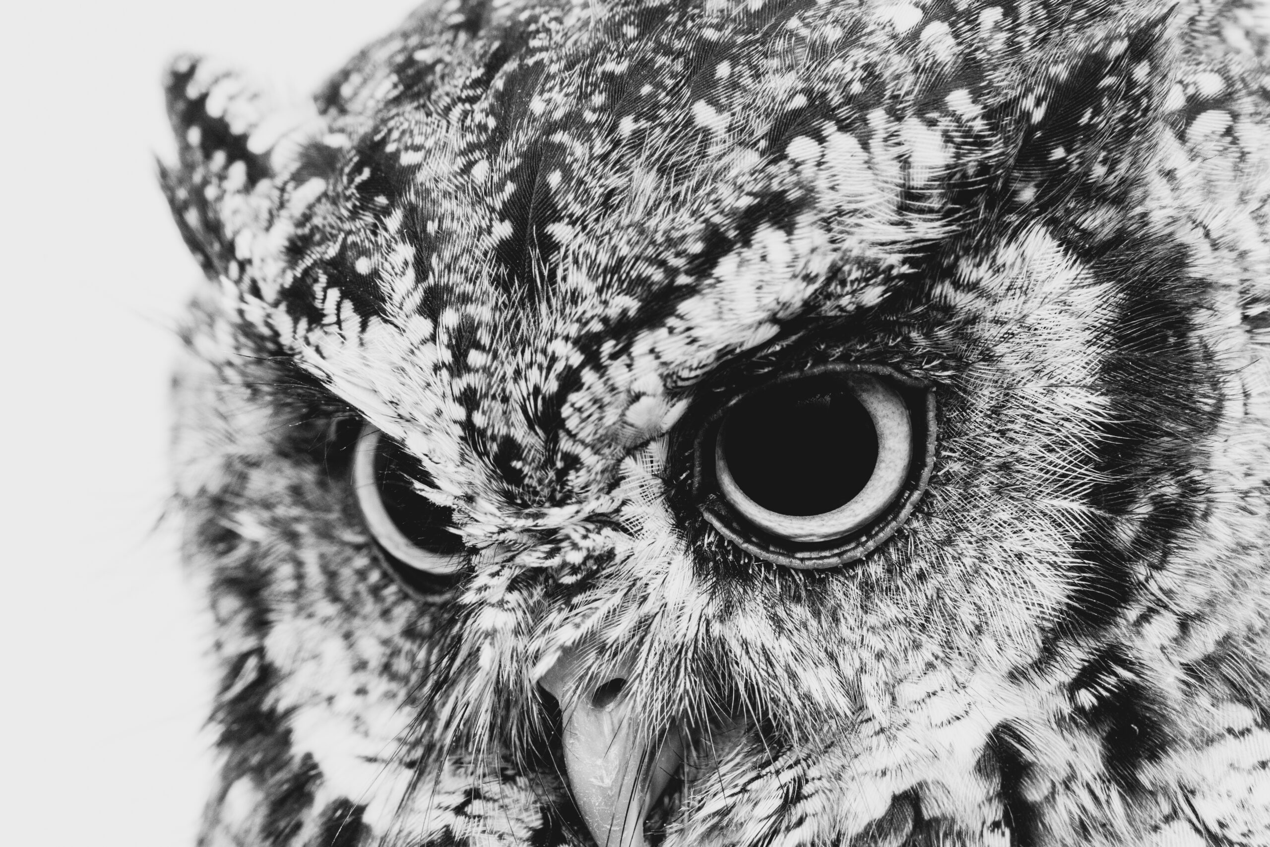 shutterstock_1068173549